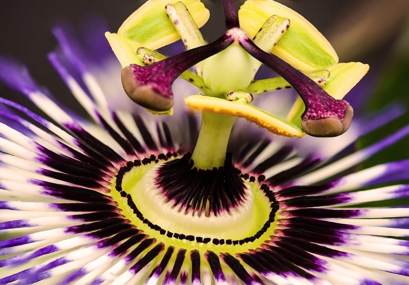 Exotic Flavors